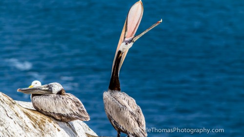 Pelicans-LaJolla-CA-Kyle-Thomas-Photography