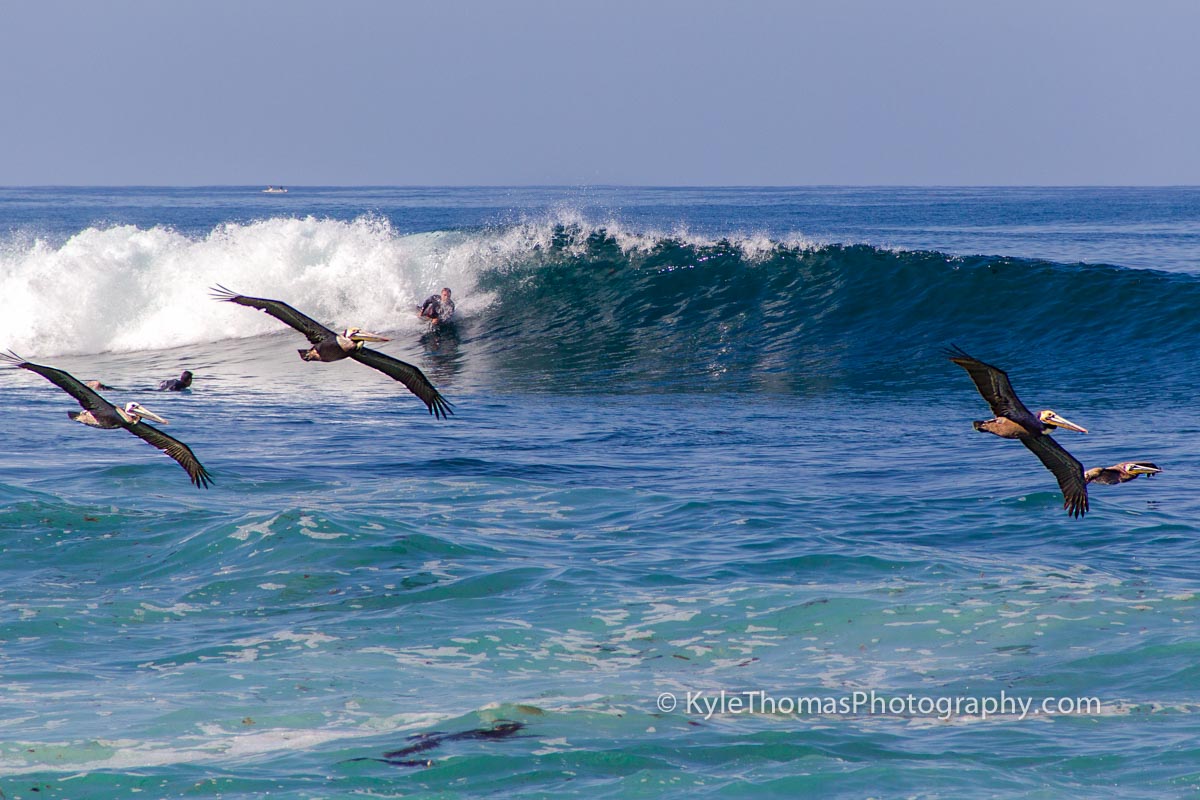 Bodyboarder-Pelicans-Waves-Surfing-San-Diego-Ca-Kyle-Thomas-Photography