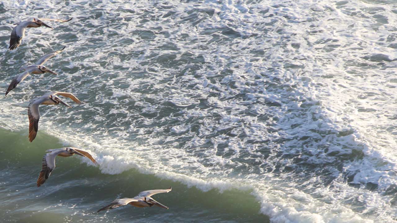 Five-Pelicans-Over-Encinitas-CA-Surf-Ocean