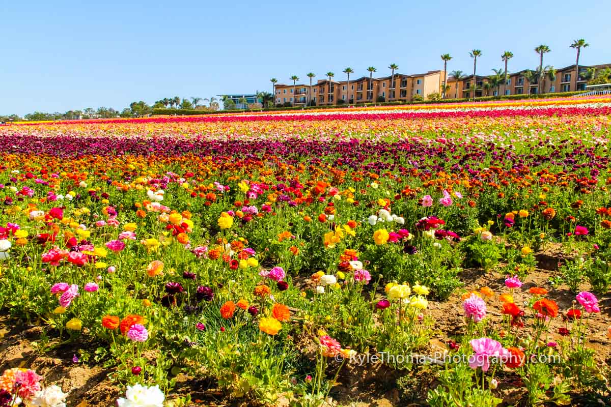 Carlsbad-CA-Flower-Fields-Kyle-Thomas-Photography