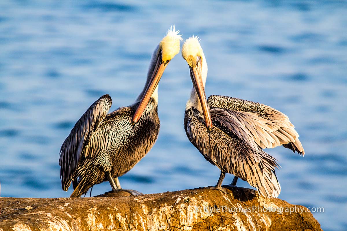 Pelican Bookends Edit
