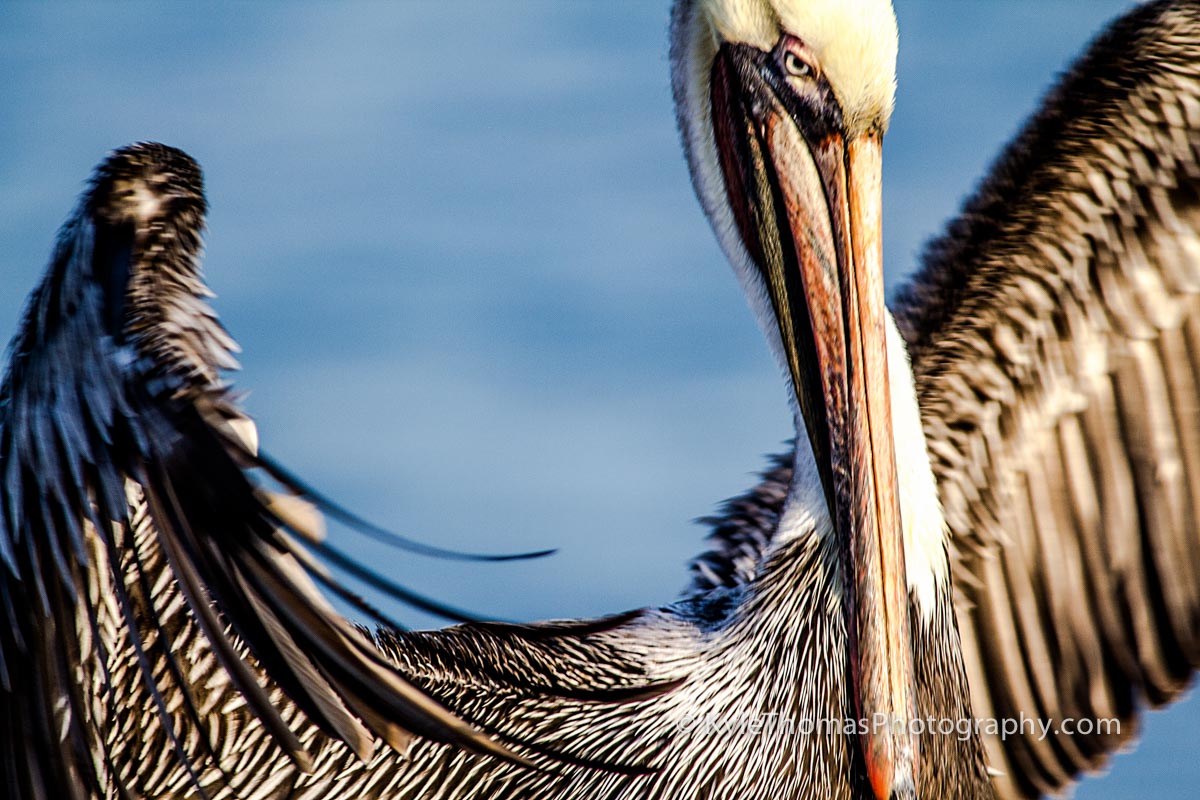 Pelican Closeup Edit