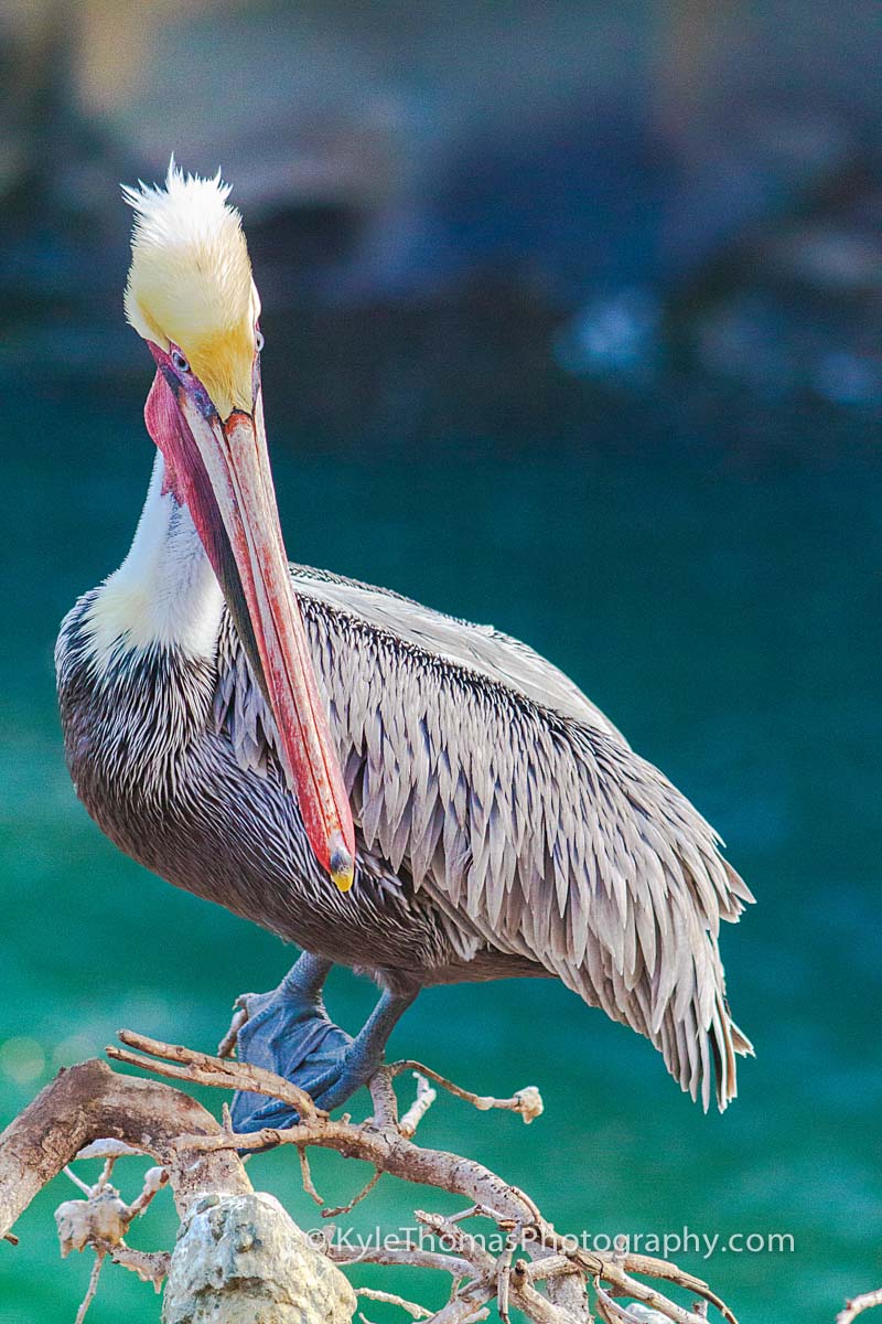 Brown pelican in close-up, head turned to the camera