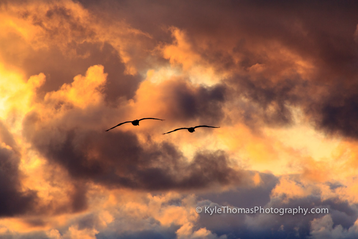 Sunset-Pelicans-Kyle-Thomas-Photography