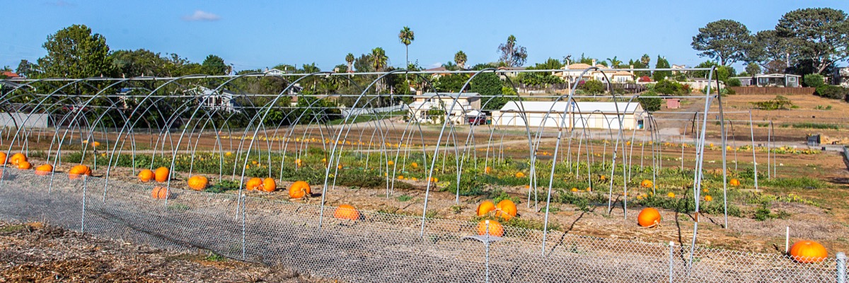 A wide flat field with rows of orange pumpkins under bare metal hoop frames, houses and a greenhouse along the far edge