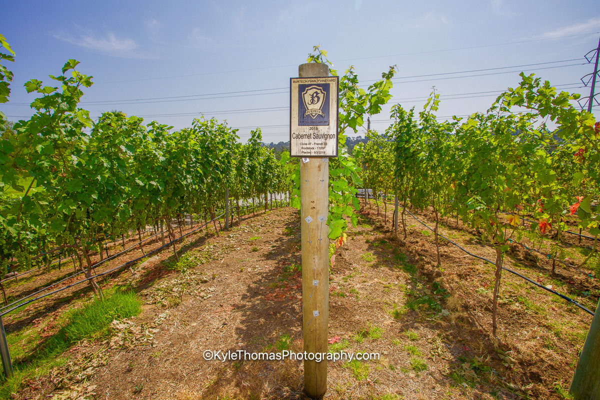 Looking down a row of leafy grapevines on wire trellises, a wooden post in the foreground carrying a Burtech sign naming the Cabernet Sauvignon block