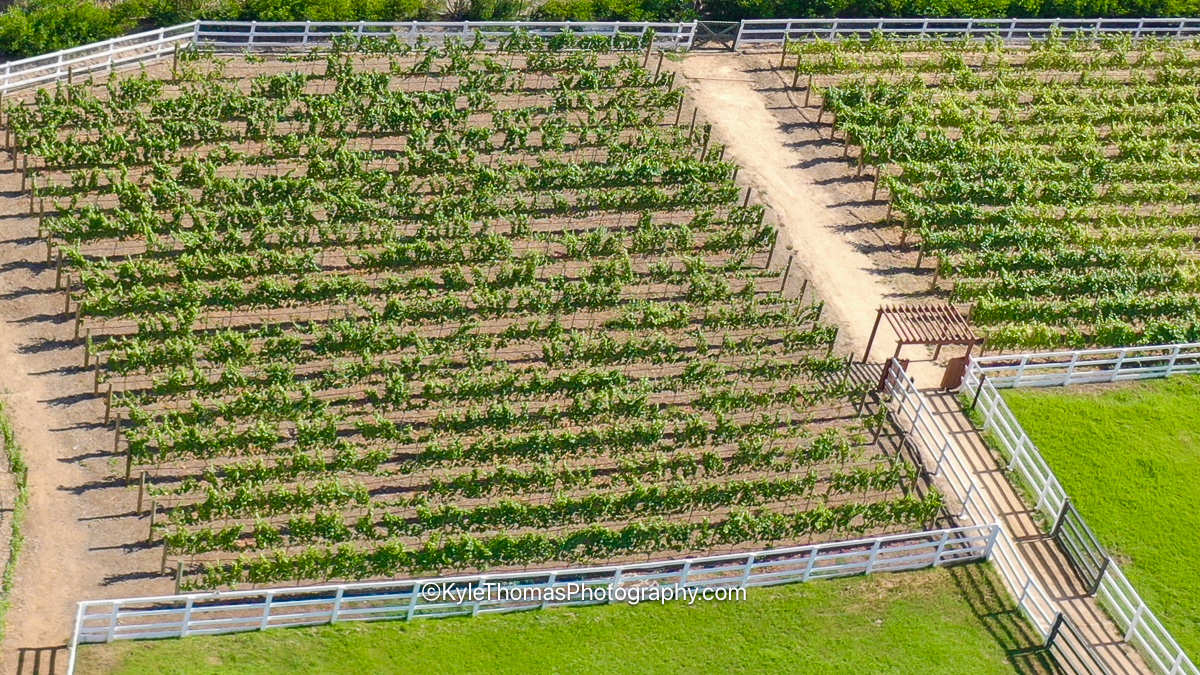 Aerial view of neat rows of green grapevines in a fenced field, a dirt lane cutting diagonally between two blocks of vines and white horse fencing along the edge