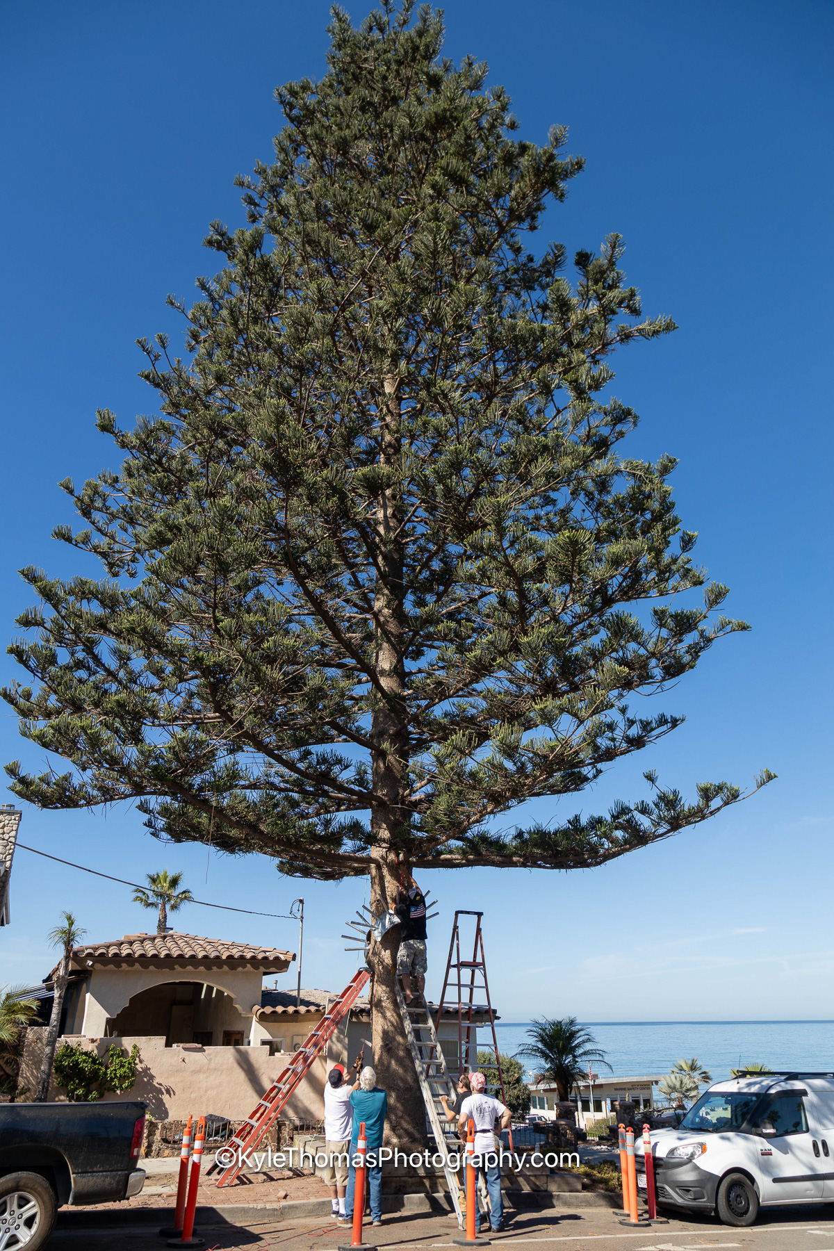 The whole pine seen from across the street against a deep blue sky, extension ladders and a pickup truck at its base, two people working below and the ocean visible past the rooftops