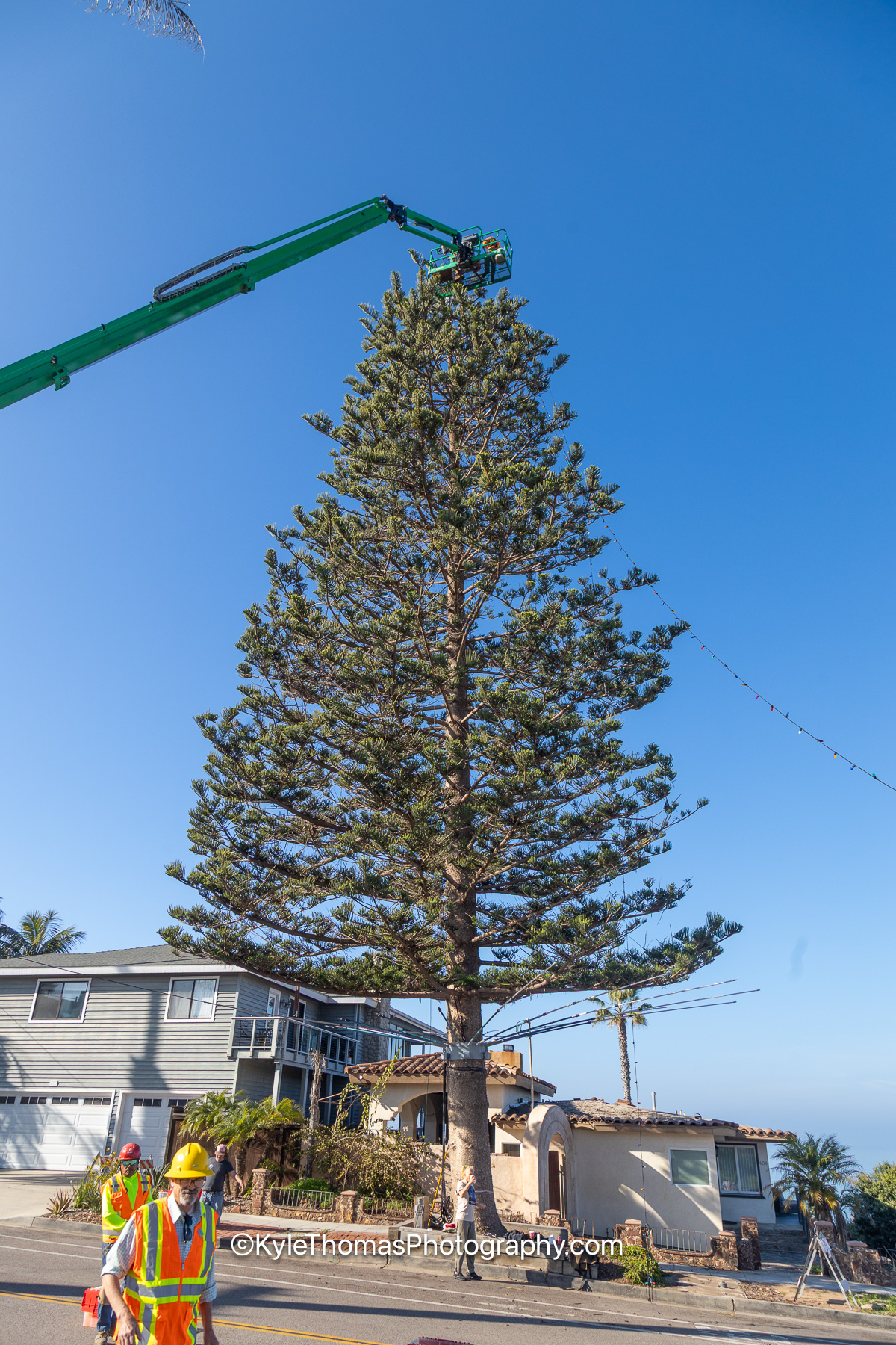 The pine from the street with the green boom arm curving over the very top of the tree and the basket at the crown, one worker in an orange vest and yellow hard hat standing at the base