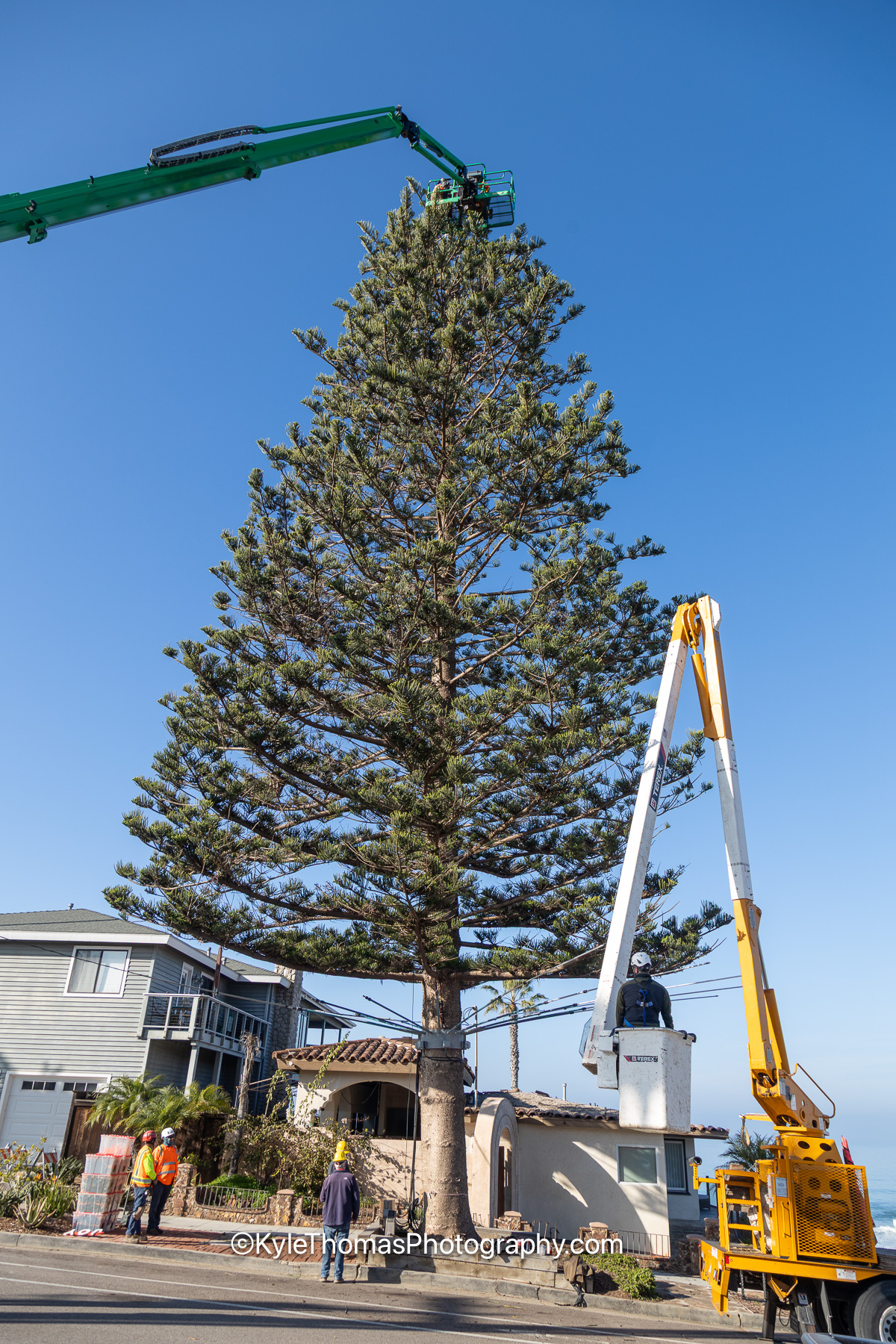 The full Norfolk Island Pine on a clear day with a green boom lift arm arching high over its crown and a second white lift raised beside the trunk, crew in orange vests on the sidewalk and houses below