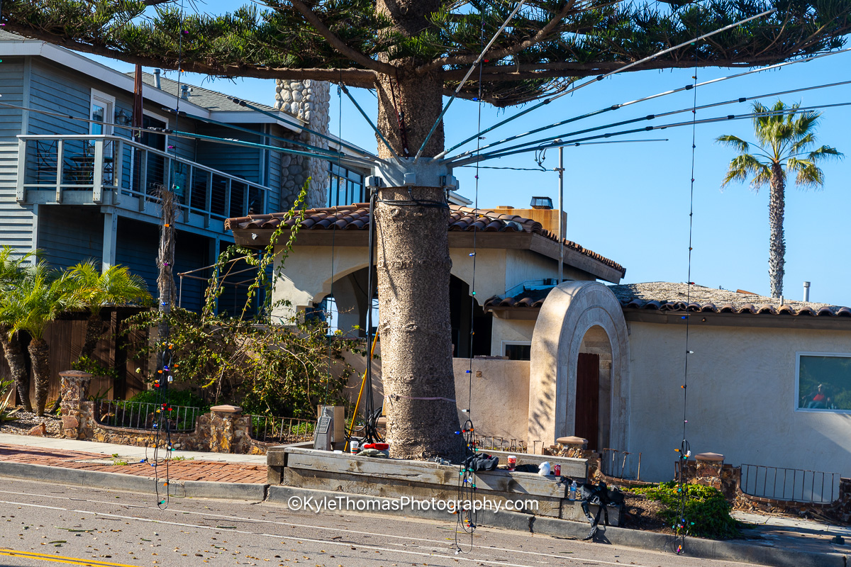 The trunk at street level with the light strands running down from high in the tree and fanning out over the tiled roof and arched doorway of the house beside it, a palm tree at the right