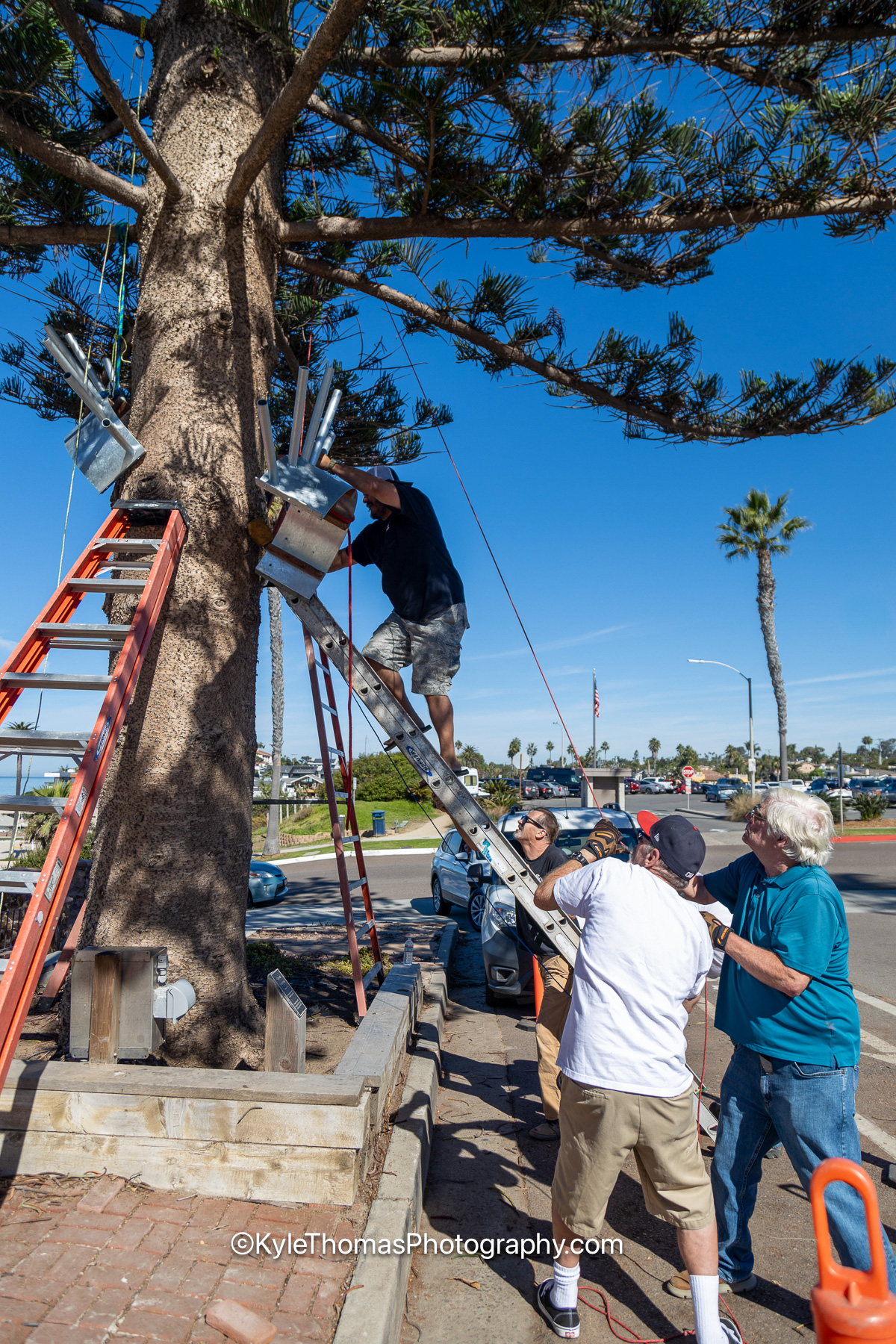 A man near the top of an orange extension ladder working at the metal collar clamped around the trunk while three men stand on the sidewalk below holding a line, one of them white-haired in a teal shirt