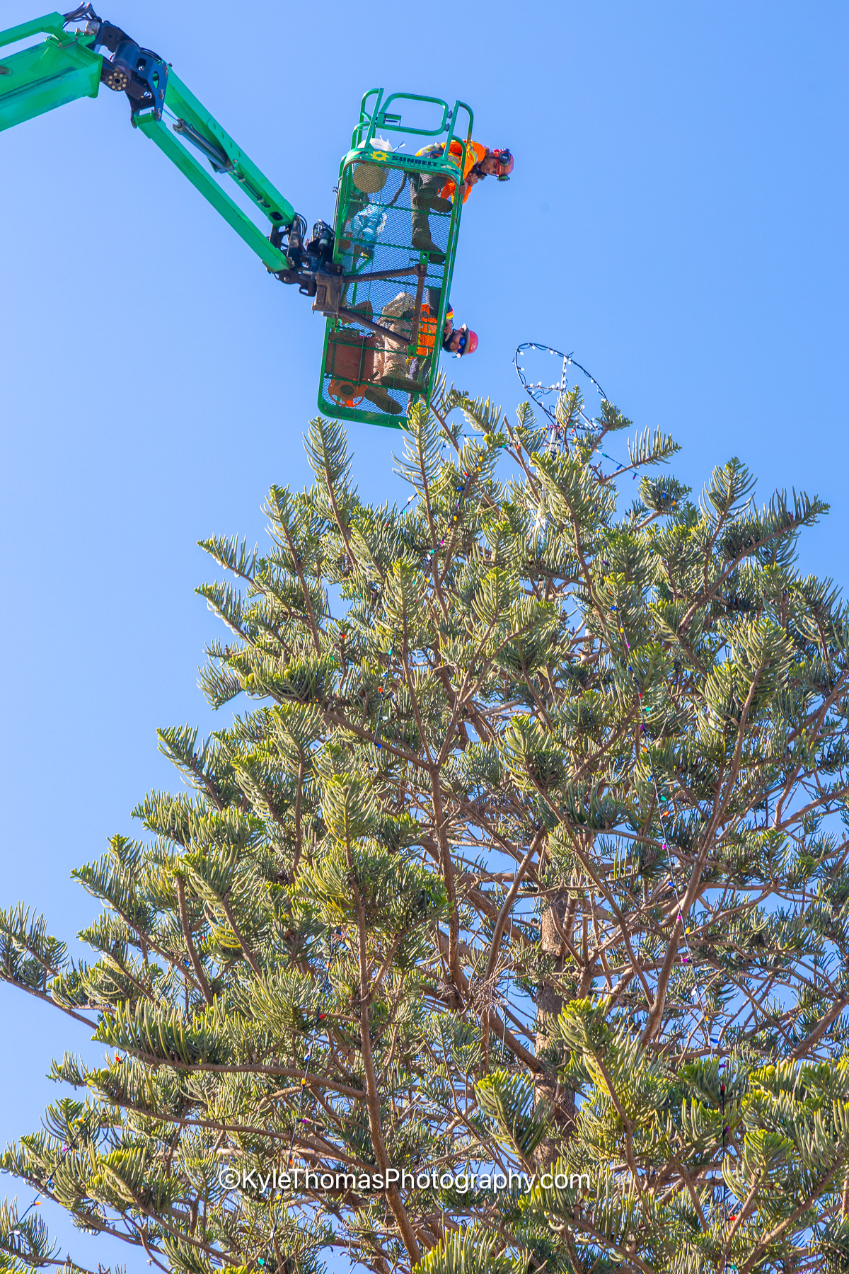 The top third of the pine from below, the green boom arm reaching in and the basket held among the upper branches, a loop of light strand swinging out against the sky